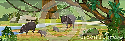 Peccary family near the river in the jungle. A tropical forest. Vector Illustration